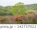 レンゲツツジの花と新緑 142737022