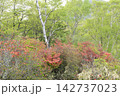 レンゲツツジの花と新緑 142737023