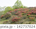 レンゲツツジの花と新緑 142737024
