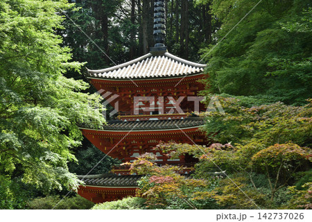 岩船寺　青もみじと三重塔(京都府木津川市) 142737026