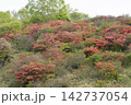 レンゲツツジの花と新緑 142737054