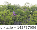 新緑の林 142737056