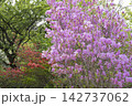 ツツジの花 142737062