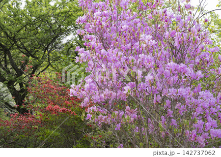 ツツジの花 142737062