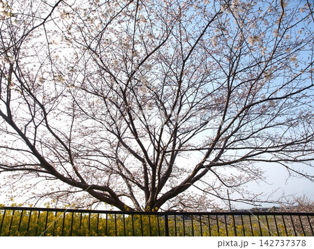空一杯に両手を広げた桜のある風景 空一杯に両手を広げた桜のある風景 142737378