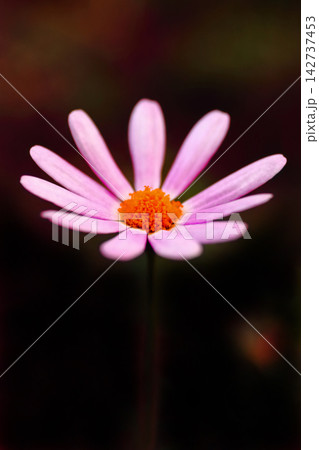 秋の花壇に咲くマーガレットのピンクの花 秋の花壇に咲くマーガレットのピンクの花 142737453