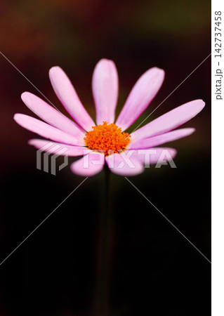 秋の花マーガレットのピンク色の花びら 秋の花マーガレットのピンク色の花びら 142737458