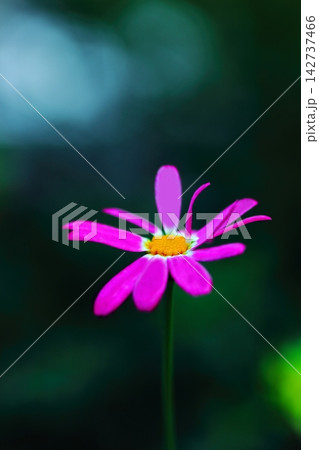 可憐なヒメコスモスの花 142737466