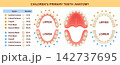 Primary baby teeth anatomy eruption. Children temporary teething stage. Lower, upper mouth jaw dental medical chart. Health care. Human incisors, cuspid, first, second molar dent growing time. Vector 142737695