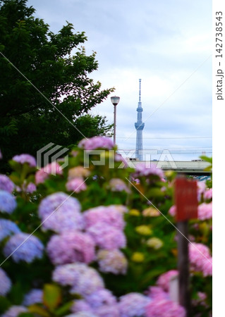 東京スカイツリーと紫陽花 東京スカイツリーと紫陽花 142738543