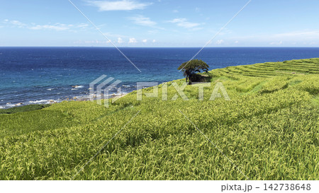 日本海を望む白米千枚田 日本海を望む白米千枚田 142738648