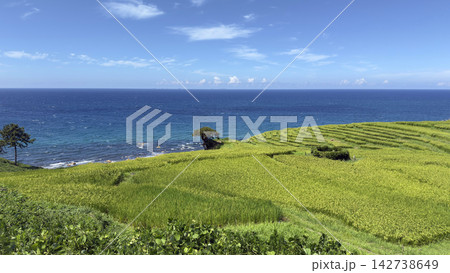 日本海を望む白米千枚田 日本海を望む白米千枚田 142738649