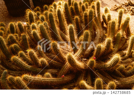 Lush Succulent Garden With Tall Columnar Cacti 142738685