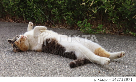 へそ天姿があざと過ぎる可愛い三毛猫 へそ天姿があざと過ぎる可愛い三毛猫 142738971