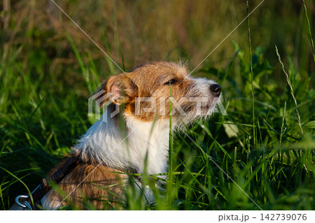 Small jack russell terrier dog sitting in tall green grass at sunset. Small jack russell terrier dog sitting in tall green grass at sunset. 142739076