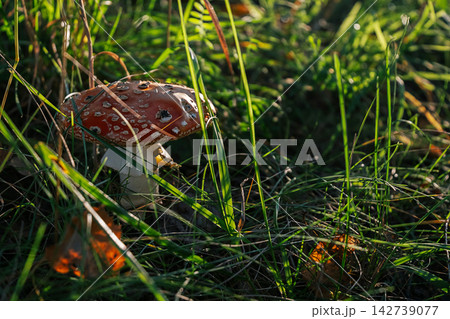 Red fly agaric mushroom growing in green grass in autumn forest. Red fly agaric mushroom growing in green grass in autumn forest. 142739077