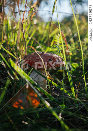 Red fly agaric mushroom growing in green grass in forest. Red fly agaric mushroom growing in green grass in forest. 142739078