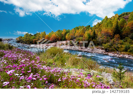 Vibrant Autumn Landscape with Wildflowers and River on the Tibetan Plateau Vibrant Autumn Landscape with Wildflowers and River on the Tibetan Plateau 142739185