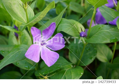 庭に咲くツルニチニチソウの花 庭に咲くツルニチニチソウの花 142739433