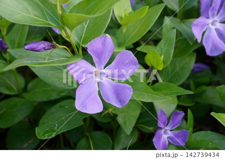 庭に咲くツルニチニチソウの花 庭に咲くツルニチニチソウの花 142739434