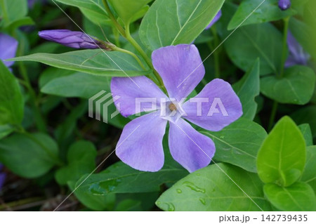 庭に咲くツルニチニチソウの花 庭に咲くツルニチニチソウの花 142739435
