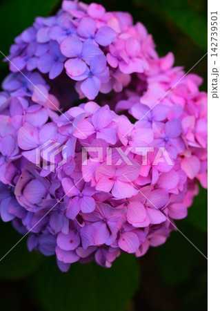 夕暮れ時の紫陽花 夕暮れ時の紫陽花 142739501