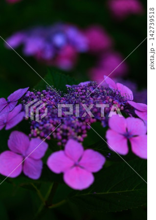 夕暮れ時の紫陽花 142739518