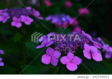 夕暮れ時の紫陽花 夕暮れ時の紫陽花 142739521