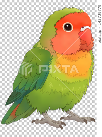 “色彩繽紛的愛情鳥” “色彩繽紛的愛情鳥” 142739779