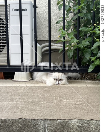 白い猫 白い猫 142739832