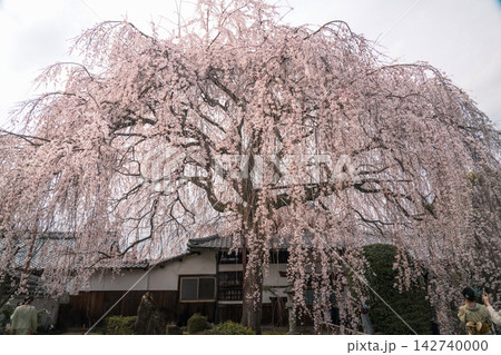 本満寺の大きな枝垂れ桜 本満寺の大きな枝垂れ桜 142740000