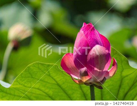 伊予久沼公園で華麗に咲く赤いハスの花 142740419