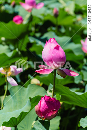 伊予久沼公園で華麗に咲く赤いハスの花 伊予久沼公園で華麗に咲く赤いハスの花 142740420