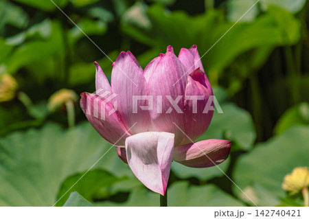 伊予久沼公園で華麗に咲く赤いハスの花 142740421