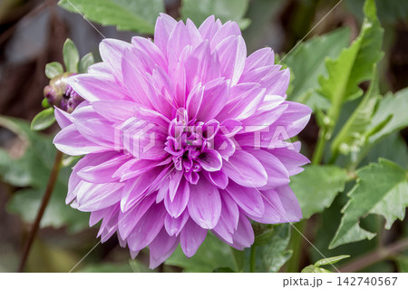皇帝ダリア、ガッツァリア ダブルピンクの花姿 皇帝ダリア、ガッツァリア ダブルピンクの花姿 142740567