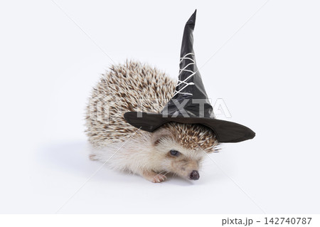 Hedgehog wearing black witch hat. Hedgehog wearing black witch hat. 142740787