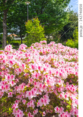 杉並区立和田公園 142740850