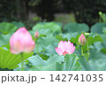 大賀ハス 142741035