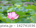 大賀ハス 142741036