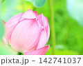 大賀ハス 142741037