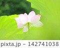 大賀ハス 142741038