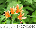 キツネノカミソリ 142741040
