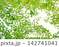 一面のイロハモミジの葉 142741041