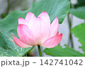 大賀ハス 142741042