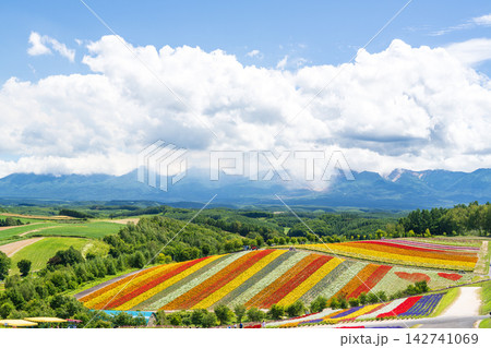 Panoramic view of vibrant rainbow flower fields and rolling hills in Shikisai no Oka with orange marigolds in foreground, Biei, Hokkaido, Japan 142741069
