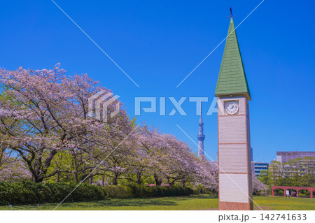 桜と並ぶ猿江恩賜公園の時計塔 桜と並ぶ猿江恩賜公園の時計塔 142741633