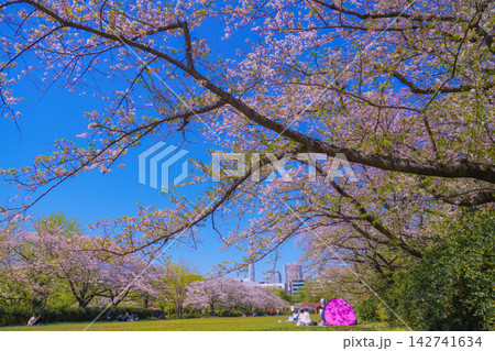 桜枝が覆う芝生広場(猿江恩賜公園) 桜枝が覆う芝生広場(猿江恩賜公園) 142741634
