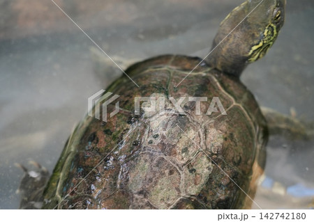 Turtle Close Up Shell Texture Animal Portrait 142742180