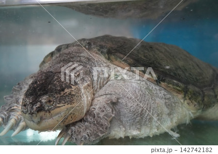 Alligator Snapping Turtle Portrait Macro Photography Alligator Snapping Turtle Portrait Macro Photography 142742182