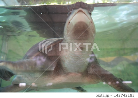 Curious Fly River Turtle in Water Close Up View 142742183
